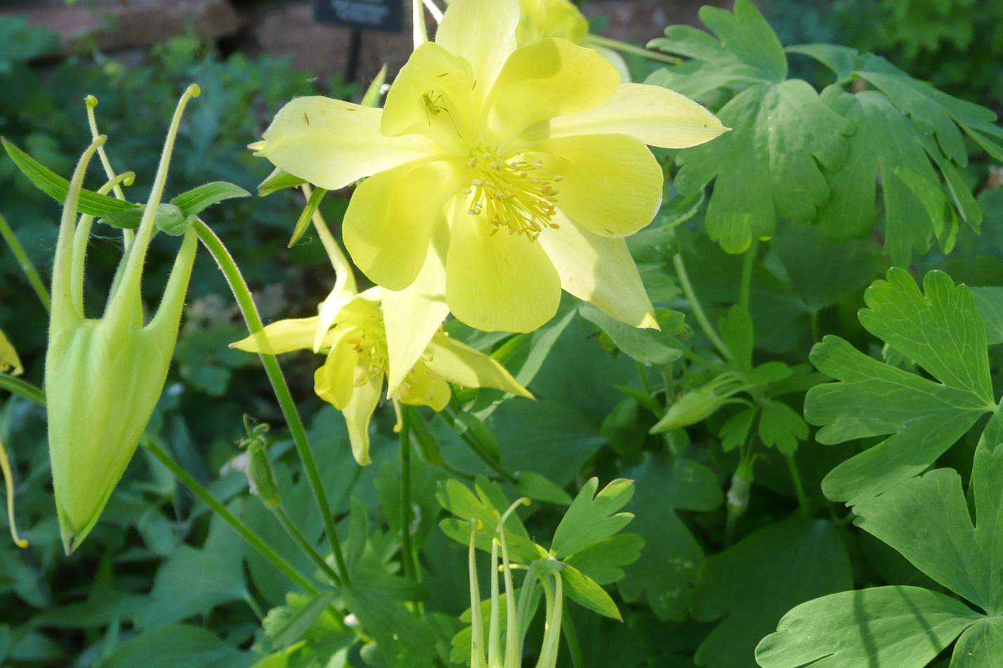 Denver Gold Columbine